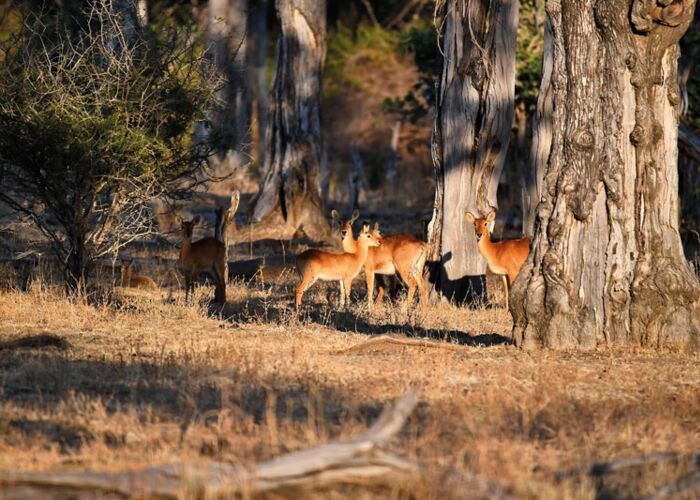 In Zambia leben viele verschiedene Antilopenarten, die alle auf der Safari zu entdecken sind