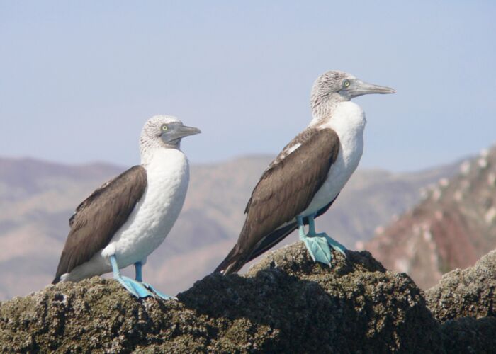 Den Blaufußtölpel kann man auf der Baja California beobachten