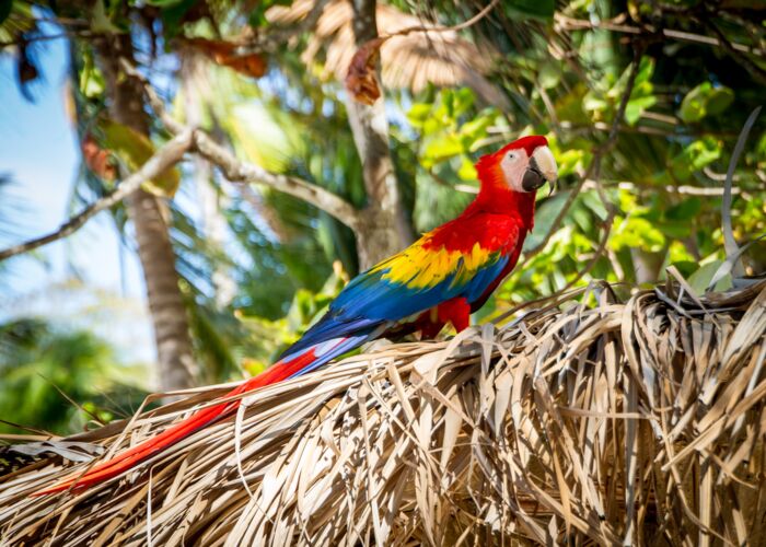 Vogelbeobachtung in Costa Rica mit buntem Ara, Tukan, Quetzal und Papagei