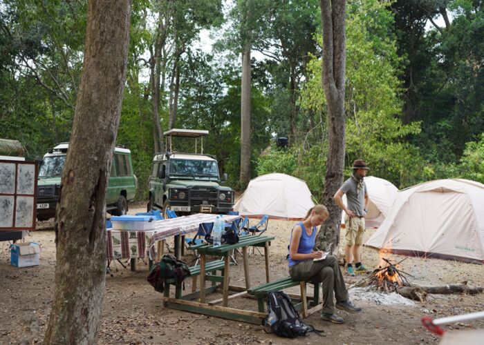 Bei Tiersafaris in Uganda beobachten wir Elefanen, Büffel, Flusspferde, Krokodile und Löwen