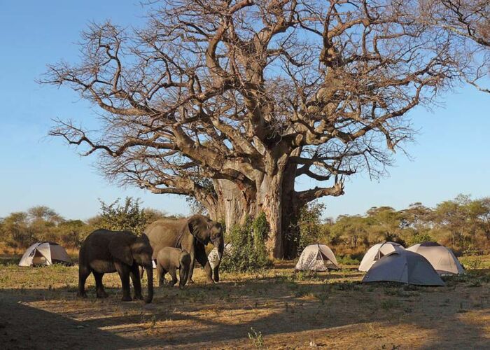Bei der Camping-Safari durch den Ruaha Nationalpark sind wir der Natur ganz nah