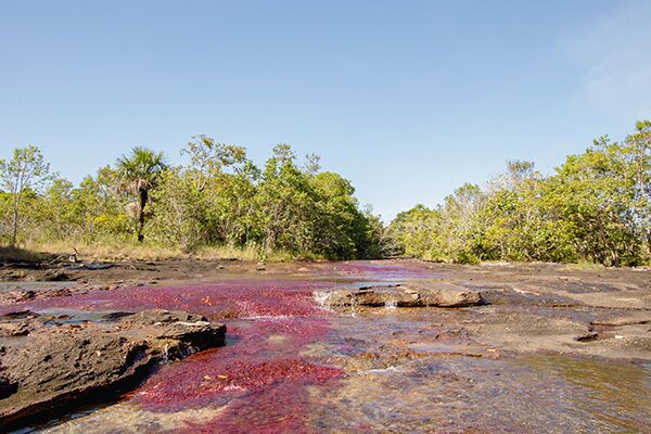 Rote Pflanzen schimmern im Wasser des Caño Cristales im Macarena Nationalpark