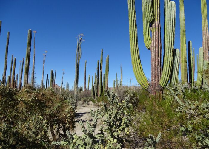 Der Säulenkaktus Cardon wird bis zu 20 Metern groß auf der Baja California