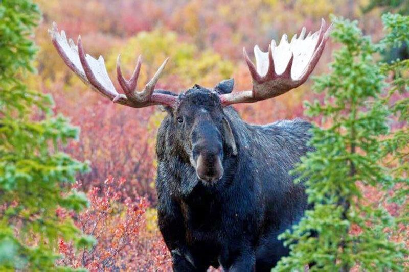 Bei der Fahrt auf dem Denali Highway gibt es beste Beobachtungsmöglichkeit für Elche und Grizzlys