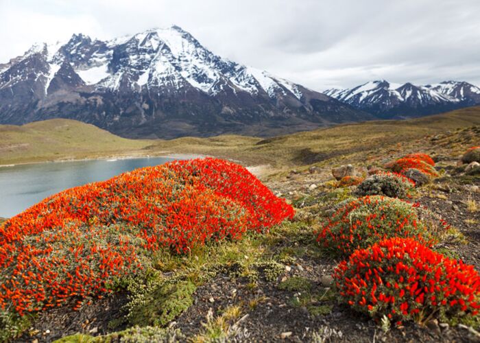 Für Naturfreunde ist die Feuerblume in Feuerland ein Highlight