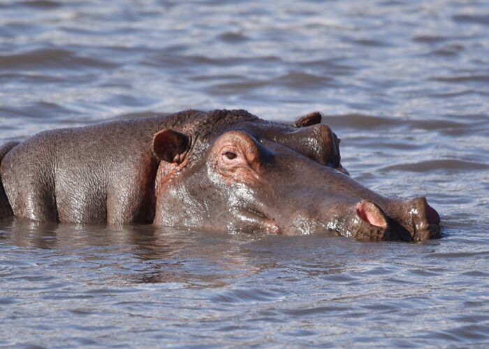 Das Flusspferd gehört in Tanzania nicht zu den Big Five ist aber trotzdem gefährlich