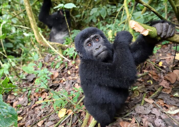 Beim Gorilla-Tracking mit deutschsprachigem Reiseleiter finden wir eine Gorilla-Familie