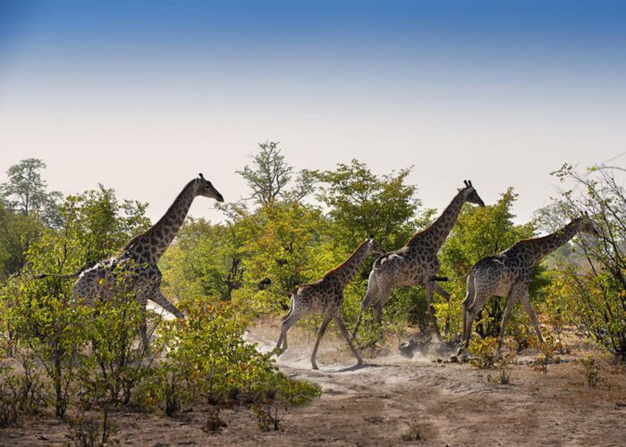 Auf Pirsch durch das Linyanti Wildlife Reserve entdecken wir Giraffen