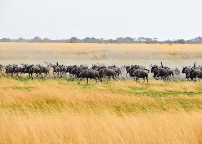 In der Massai Mara findet jährlich die große Tierwanderung statt