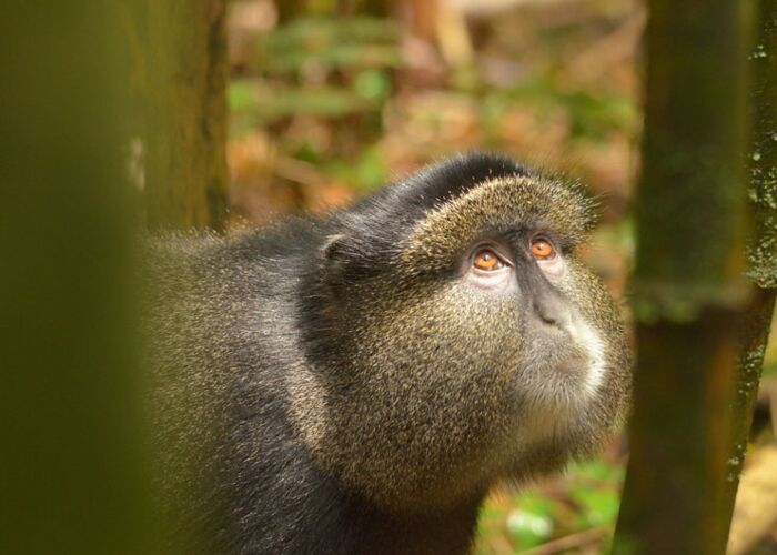 Bei der Tierbeobachtung im Virunga Gebiet in Uganda sichten wir die Goldmeerkatze