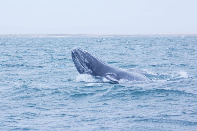 Ein Highlight der Reisen im Frühjahr, die Beobachtung der Grauwale im Meer vor der Küste Mexikos