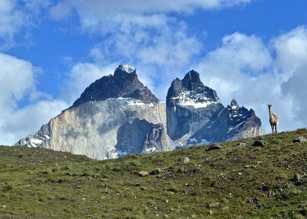 Im Torres del Paine Nationalpark leben zahlreiche Guanaco Herden