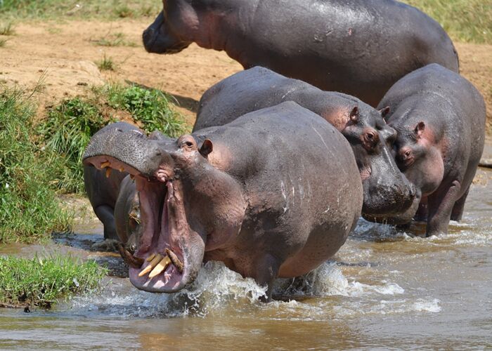 Auf Safari im Queen Elizabeth Nationalpark beobachten wir Hippos am Kazinga Kanal