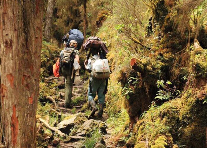 Bei der Uganda-Naturreise führen uns die Guide sicher zu den Berggorillas im Ruwenzori