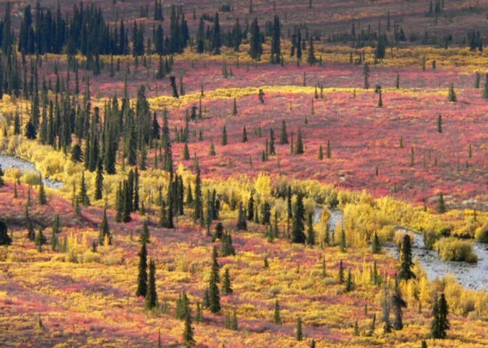 Kleingruppenreise zum Indien Summer in Alaska mit deutschem Reiseleiter