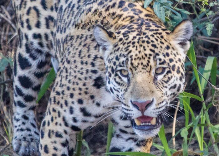 Bei der Pantanal Durchquerung braucht man viel Glück um den Jaguar zu beobachten