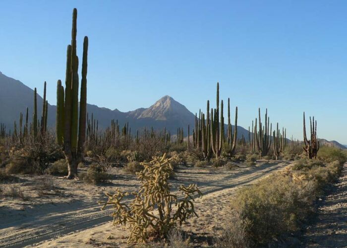 Straße durch die Cardon Kakteen rund um die Mission San Borja