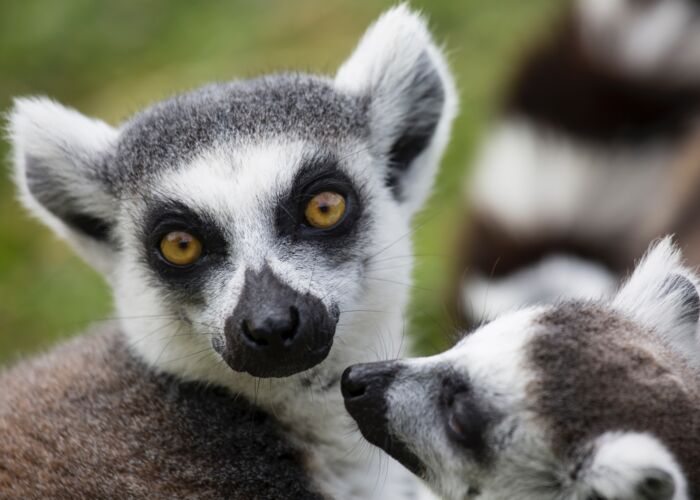 Bei Tierbeobachtungen auf Madagaskar treffen wir auf verschiedene Lemurenarten