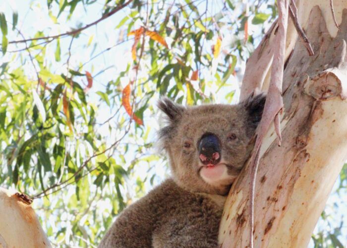 Koalas in freier Natur Australiens beobachten ist ein besonderes Erlebnis