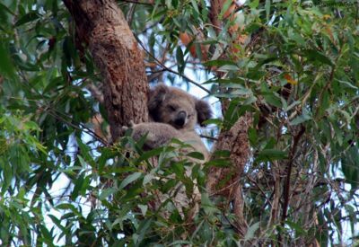 Ein schlafender Koala im Eukalyptusbaum in Australien.