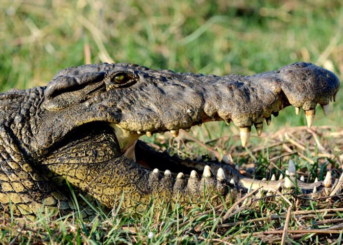 Die Population der Krokodile ist im Okavango-Delta besonders groß