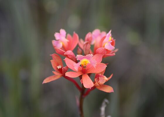 Kruzifix Orchidee in Nahaufanahme