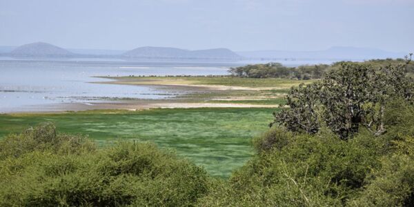 Am Lake Manyara leben zahlreiche Vogelarten