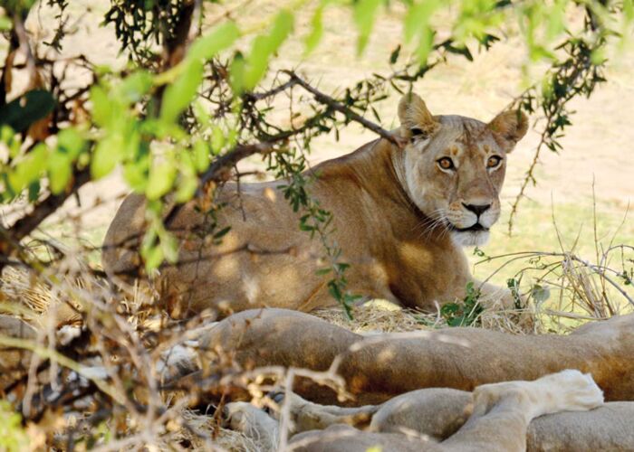 Der Tarangire Nationalpark bietet zahlreiche Möglichkeiten für Tierbeobachtungen