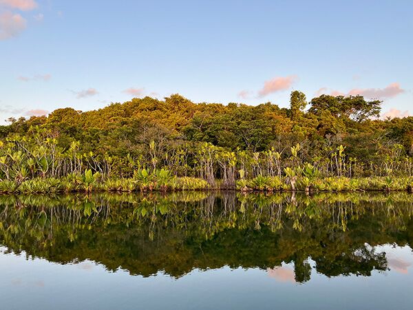 Die Mangrovenwälder in Madagaskar spiegeln sich wunderschön im Wasser.