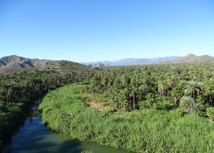 Die Mission von Rosalia de Mulege liegt direkt an einer wunderschönen Palmenoase