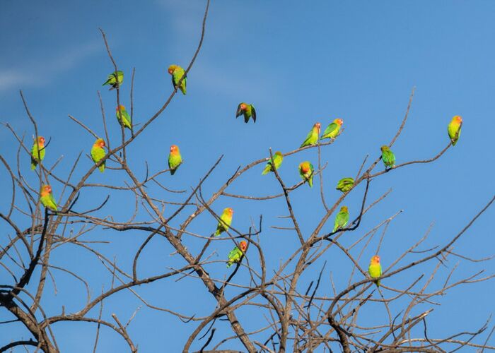 Der kleine bunte Papagei ist in der Serengeti und in Zimbabwe heimisch