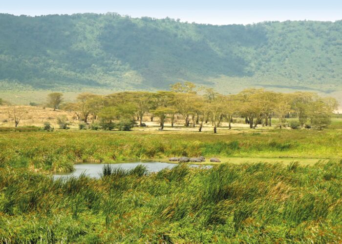 Der Ngorongoro Krater bietet sich ideal zur Beobachtung von Gnus, Zebras und Büffeln an