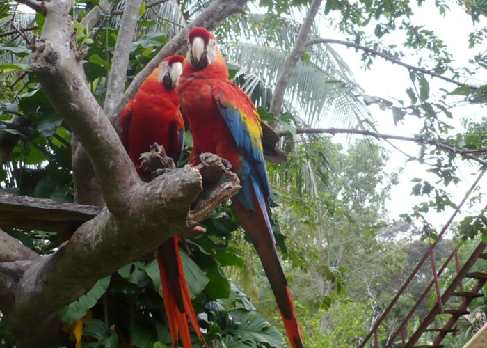 Aras und zahlreiche Tierarten kreuzen den Weg auf unserer Guyana Naturreise