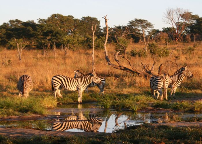 Zebras bei der Safari durch den Hwange Nationalpark in Simbabwe