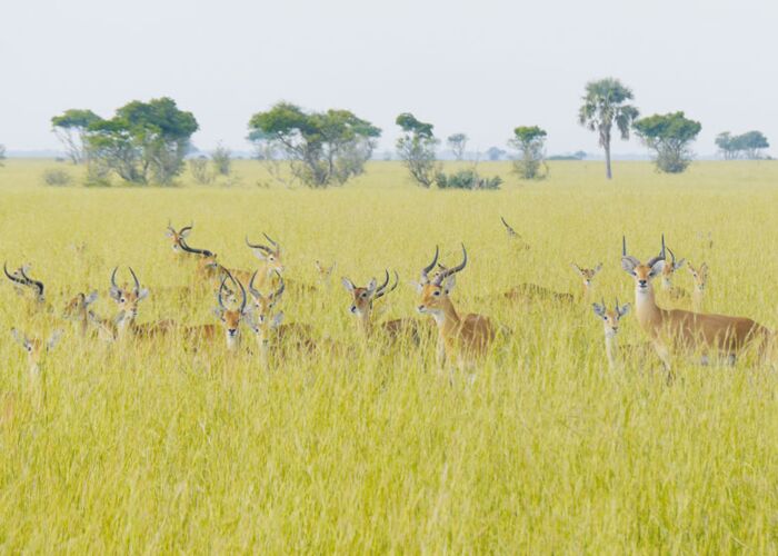 Bei der Safari durch den Murchison Falls Nationalpark sichten wir Grasantilopen