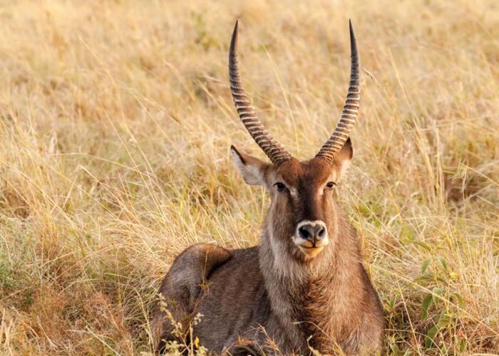 Tiere beobachten auf Safari gehört zu den Highlights einer jeden Uganda Reise