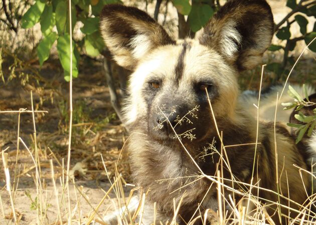Die besten Orte, um Wildhunde in Sambia zu beobachten sind der South- und North-Luangwa Nationalpark