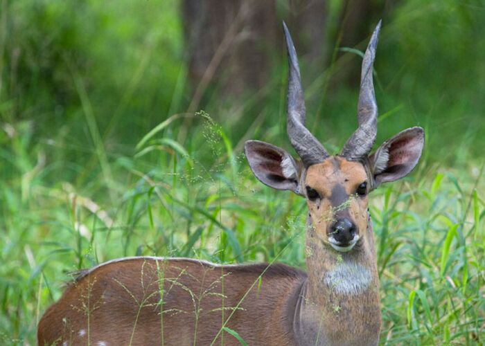 Auf Fußpirsch und Jeepsafari durch den Gorongosa Nationalpark