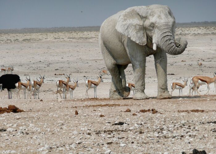 Der Etosha Nationalpark bietet einen optimalen Lebensraum für Wüstenelefanten