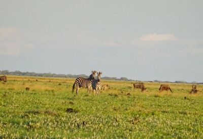 Beobachtung der Gnus und Zebras beim Grasen während ihrer Migration im Liuwa Plains Nationalpark in Sambia