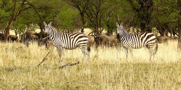 Geführte Wigwam-Safari zur großen Gnu- und Zebrawanderung