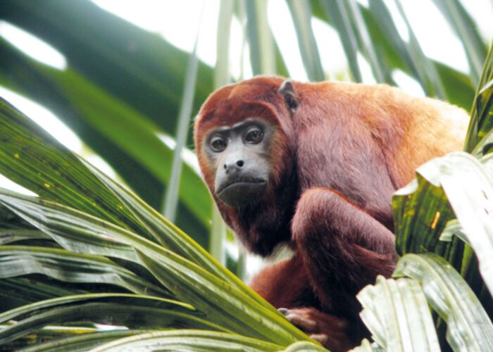 Bei der Amazonas-Expedition im Cuyabeno Nationalpark begegnen wir zahlreichen Affenarten