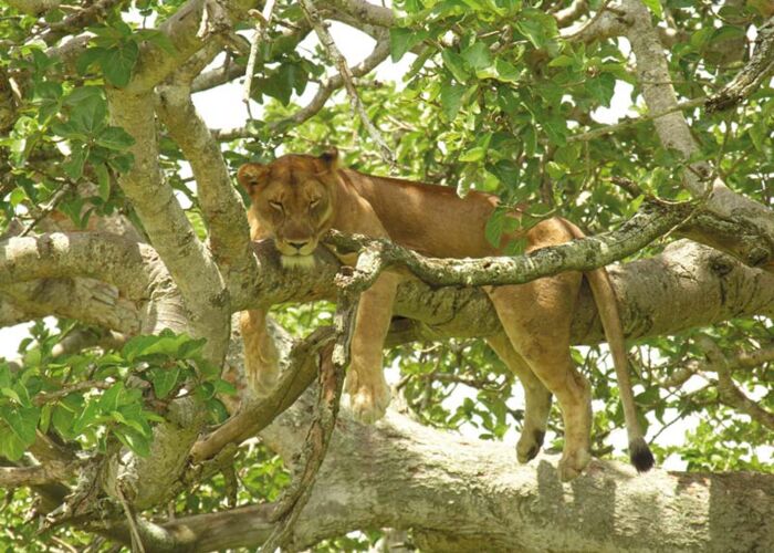 Die Baumlöwen von Ishasha gehören zur Safari durch den Queen Elizabeth Nationalpark