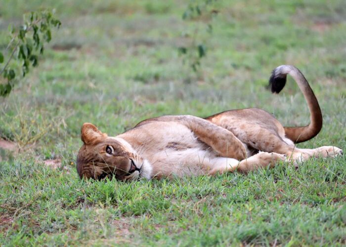 Tiersafari mit Begegnung eines entspannten Baumlöwen