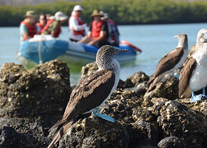 Hautnahe Tierbeobachtungen vom Boot aus kommen wir ganz nah an die Blaufußtölpel heran