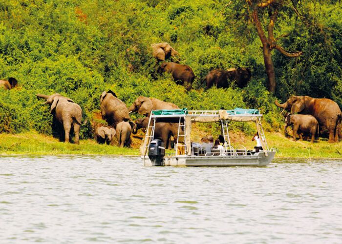 Elefantenbeobachtung bei der geführten Bootstour im Queen Elizabeth NP