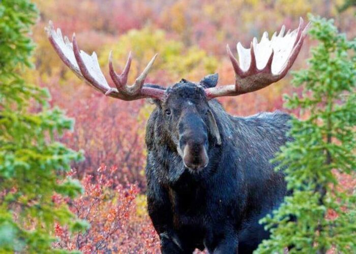 Bei der Fahrt auf dem Denali Highway gibt es beste Beobachtungsmöglichkeit für Elche und Grizzlys