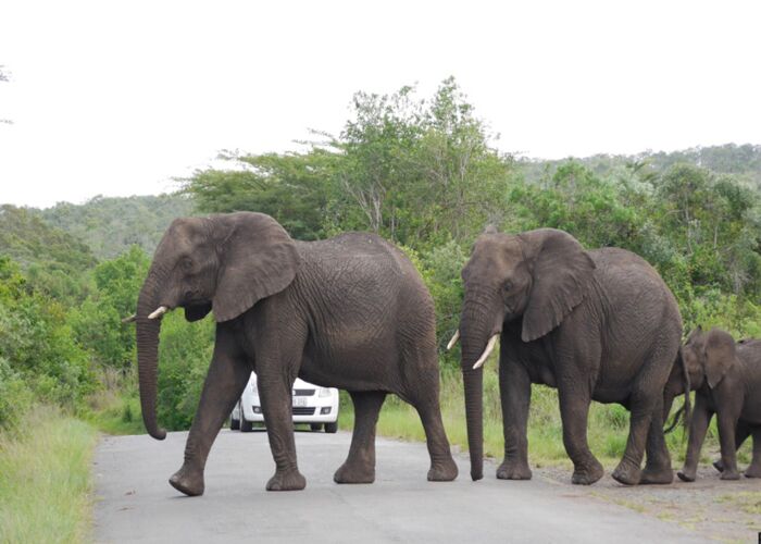 Elefanten kreuzen die Straße im Addo Nationalpark