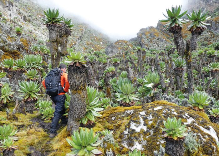 Vor allem die Riesenlobelien begeistern jeden Wanderer und Bergsteiger in den Ruwenzori Bergen