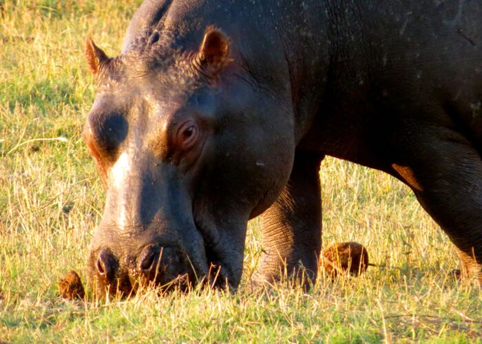 Bei Tierbeobachtungen und Fußpirsch-Safaris begegnen wir einem Hippo